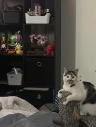 Lost Female Cat last seen Mill creek, Everett, WA 98208