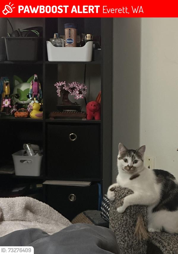 Lost Female Cat last seen Mill creek, Everett, WA 98208