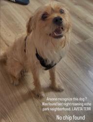 Found/Stray Male Dog last seen Echo park area, Los Angeles, CA 90026