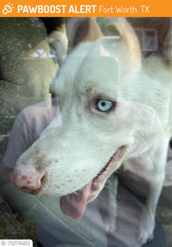 Found/Stray Male Dog last seen Trinity Trailhead and Mistletoe Drive, Fort Worth, TX 76110