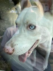 Found/Stray Male Dog last seen Trinity Trailhead and Mistletoe Drive, Fort Worth, TX 76110