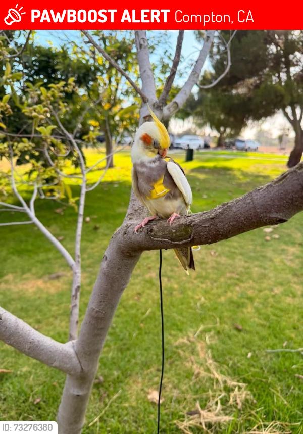 Lost Male Bird last seen Alondra and Atlantic City, Compton, CA 90220