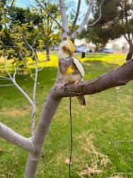 Lost Male Bird last seen Alondra and Atlantic City, Compton, CA 90220