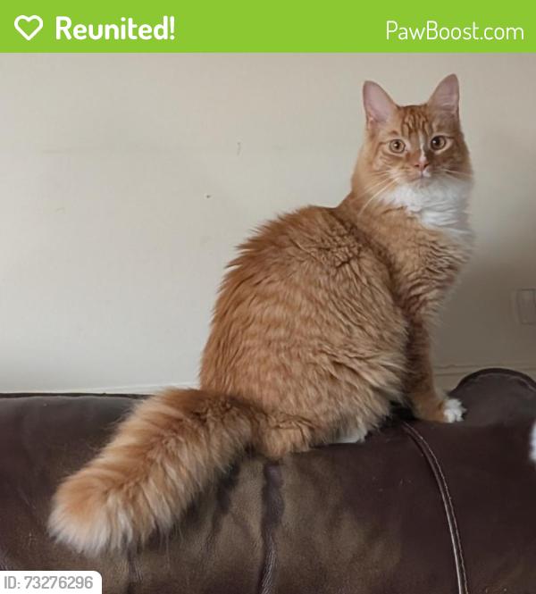 Reunited Male Cat last seen North Maple St, Fleetwood, PA 19522