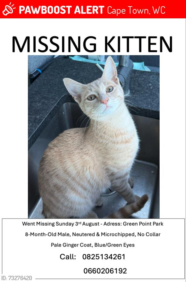 Lost Male Cat last seen Green Point Park, Cape Town, WC 8005