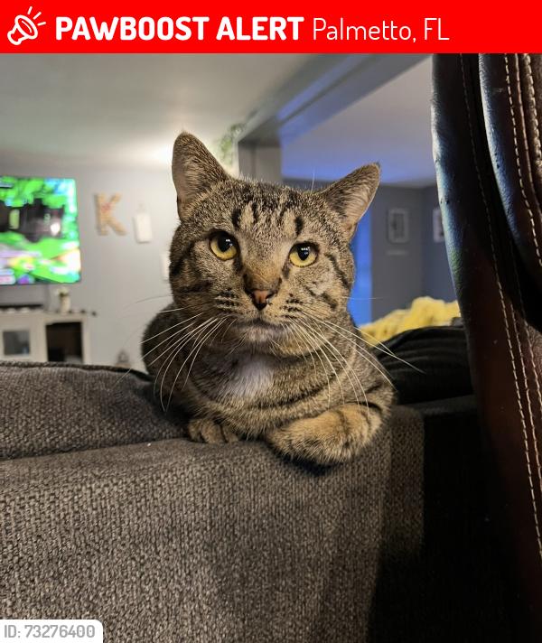 Lost Male Cat last seen Pavilion Homes Neighborhood, Palmetto, FL 34221