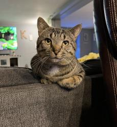 Lost Male Cat last seen Pavilion Homes Neighborhood, Palmetto, FL 34221
