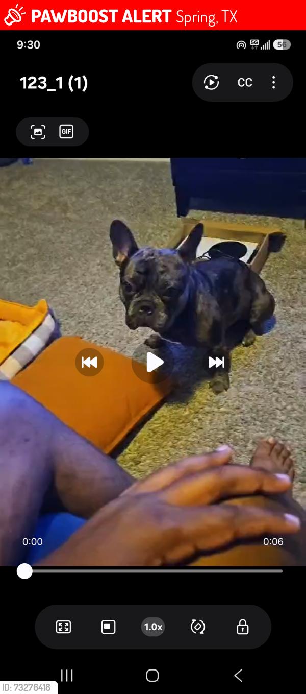 Lost Female Dog last seen Near Rainier Mist Rd in spring Texas, Spring, TX 77373