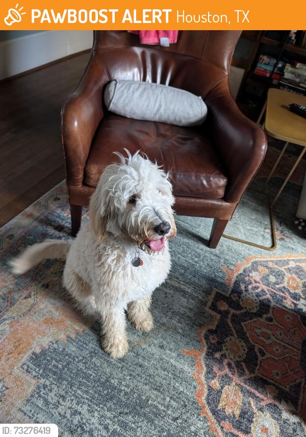 Found/Stray Female Dog last seen 14th st, Houston, TX 77008