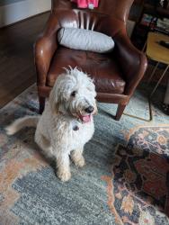 Found/Stray Female Dog last seen 14th st, Houston, TX 77008