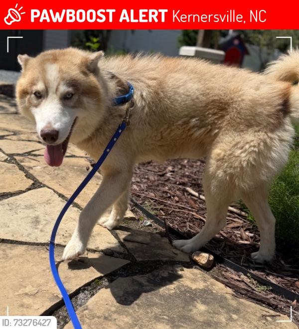 Lost Male Dog last seen Kernersville, NC 27284 (Forsyth County), Kernersville, NC 27284