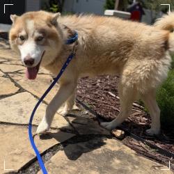 Lost Male Dog last seen Kernersville, NC 27284 (Forsyth County), Kernersville, NC 27284