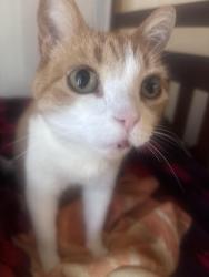 Lost Male Cat last seen Anita Avenue, Castro Valley, CA 94546