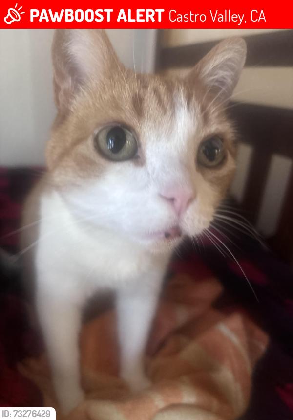 Lost Male Cat last seen Anita Avenue, Castro Valley, CA 94546