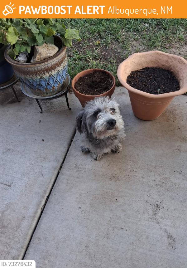 Found/Stray Unknown Dog last seen Buck Island Rd. Sierra Ranch Neighborhood, Albuquerque, NM 87121