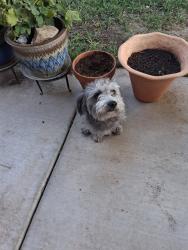 Found/Stray Unknown Dog last seen Buck Island Rd. Sierra Ranch Neighborhood, Albuquerque, NM 87121