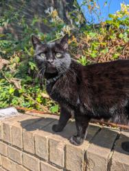 Lost Male Cat last seen Bracey street, Finsbury Park, England N4 3BH