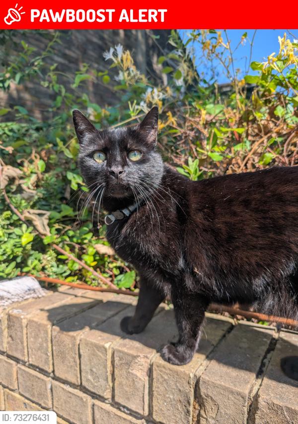 Lost Male Cat last seen Bracey street, Finsbury Park, England N4 3BH