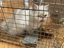 Reunited Female Cat last seen Depot Street., Pine Bush, NY 12566