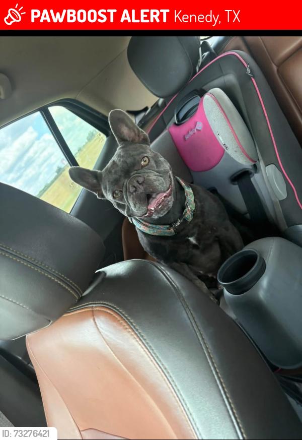 Lost Female Dog last seen Kennedy, Tx, Kenedy, TX 78119