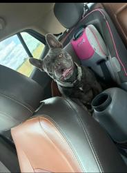 Lost Female Dog last seen Kennedy, Tx, Kenedy, TX 78119