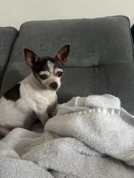 Found/Stray Unknown Dog last seen Washington and Magnolia, El Cajon, CA 92020
