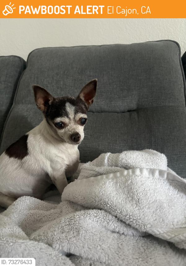 Found/Stray Unknown Dog last seen Washington and Magnolia, El Cajon, CA 92020