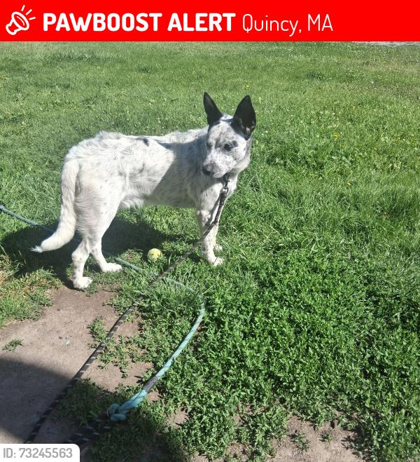 Lost Male Dog last seen Rd R cross Rd 4, Quincy, MA 02169