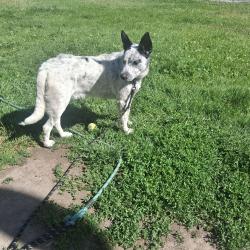 Lost Male Dog last seen Rd R cross Rd 4, Quincy, MA 02169