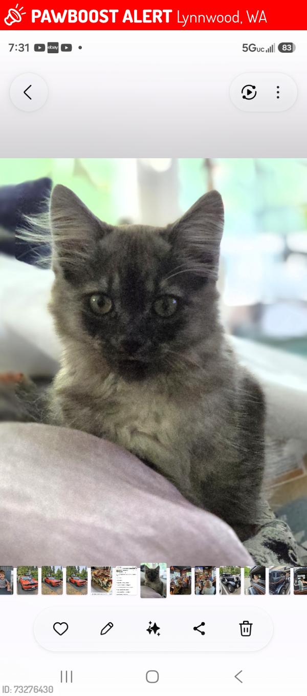 Lost Male Cat last seen 36th and 180th Place SW, Lynnwood, WA 98037