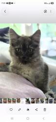 Lost Male Cat last seen 36th and 180th Place SW, Lynnwood, WA 98037