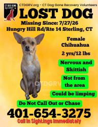 Lost Female Dog last seen Old cranston road sterling ct, Sterling, CT 06377