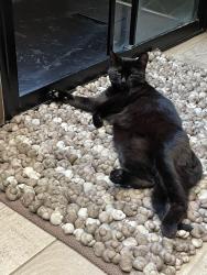 Lost Female Cat last seen Lincoln, Lincolnshire, England LN5 8AU
