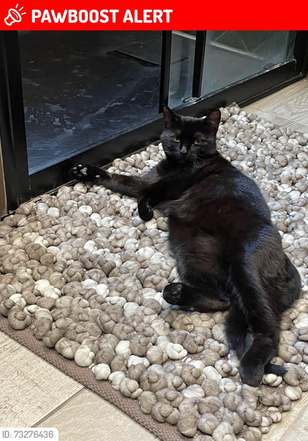 Lost Female Cat last seen Lincoln, Lincolnshire, England LN5 8AU