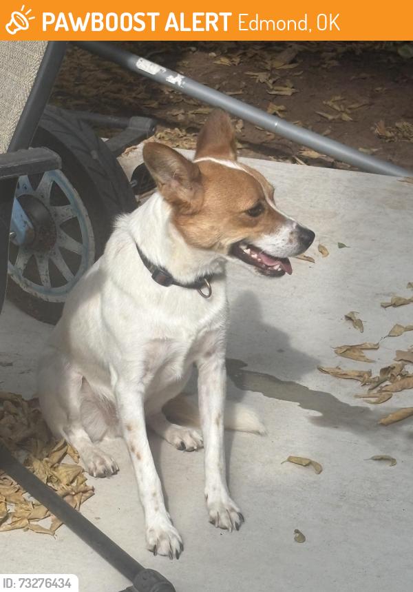 Found/Stray Unknown Dog last seen 15th and I35 Edmond Ok, Edmond, OK 73034