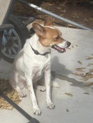 Found/Stray Unknown Dog last seen 15th and I35 Edmond Ok, Edmond, OK 73034