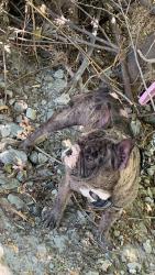 Lost Male Dog last seen Near rockrose st, Victorville, CA 92394