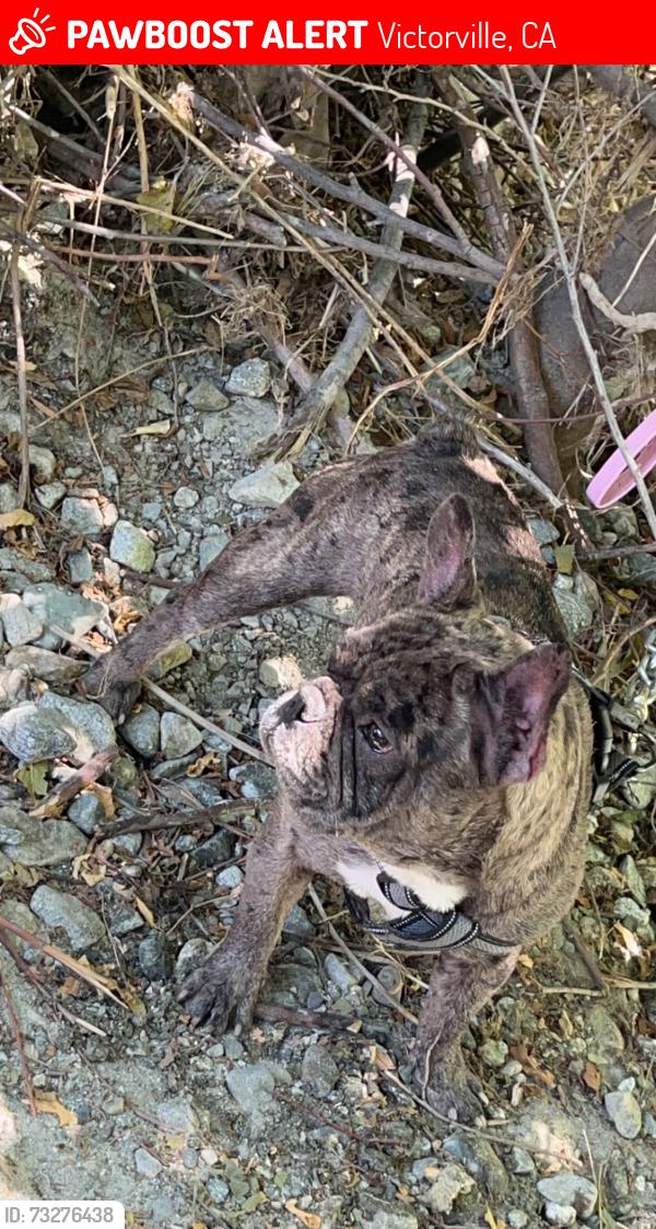 Lost Male Dog last seen Near rockrose st, Victorville, CA 92394