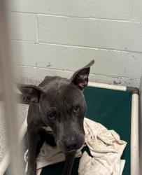 Shelter Stray Male Dog last seen Near Benton Heights Ave, 21206, MD, 2490 Giles Rd, Baltimore, MD 21225, USA