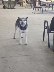Found/Stray Male Dog last seen Train tracks off i44, Tulsa, OK 74107