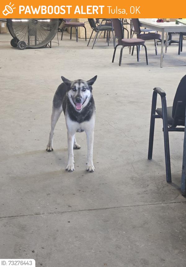 Found/Stray Male Dog last seen Train tracks off i44, Tulsa, OK 74107