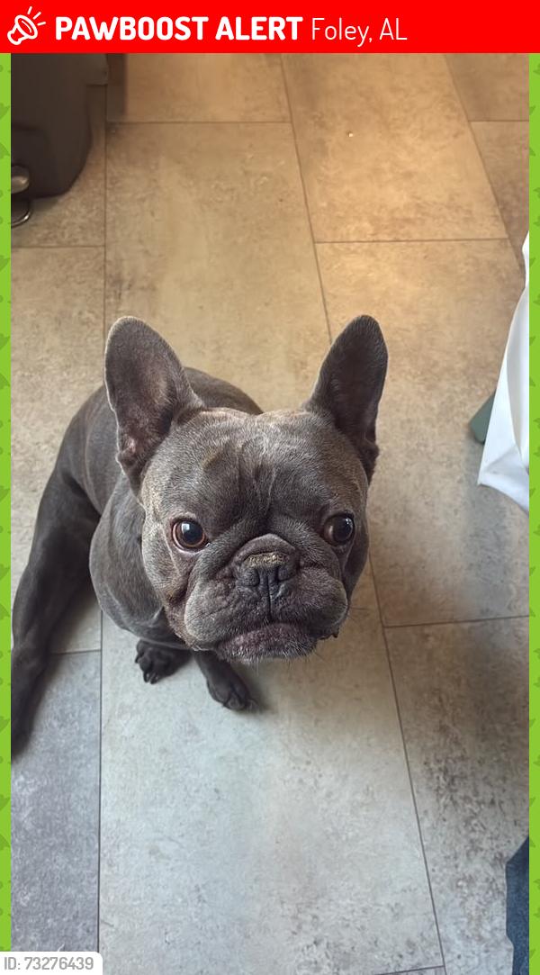 Lost Male Dog last seen Near fallen tree ct AL close to 49, Foley, AL 36535