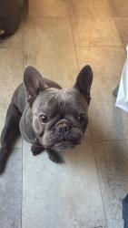 Lost Male Dog last seen Near fallen tree ct AL close to 49, Foley, AL 36535