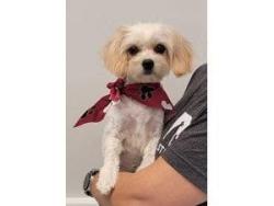 Reunited Female Dog last seen Chillicothe Country Club, Chillicothe, OH 45601