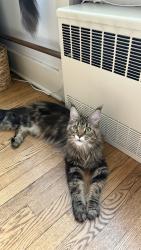 Reunited Female Cat last seen E Wilson St & S Pinckney St, Madison, WI 53703