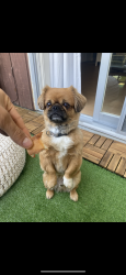 Reunited Male Dog last seen Near county road 46 maidstone, Lakeshore, ON N0R 1K0