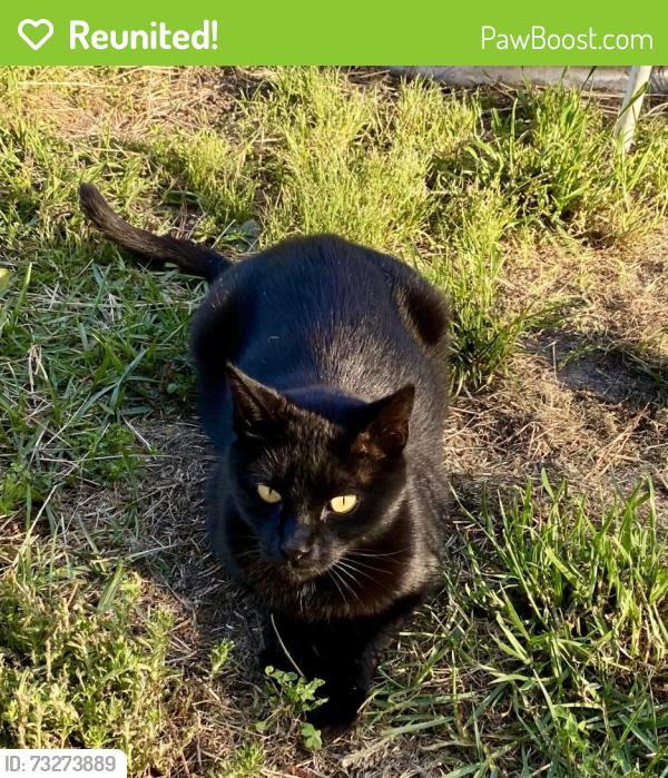 Reunited Male Cat last seen Castlebrooke Lane & Palestine Road, Pine Forest, NC 28356