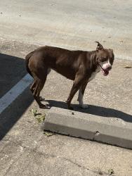 Found/Stray Female Dog last seen 81st and memorial, Tulsa, OK 74133