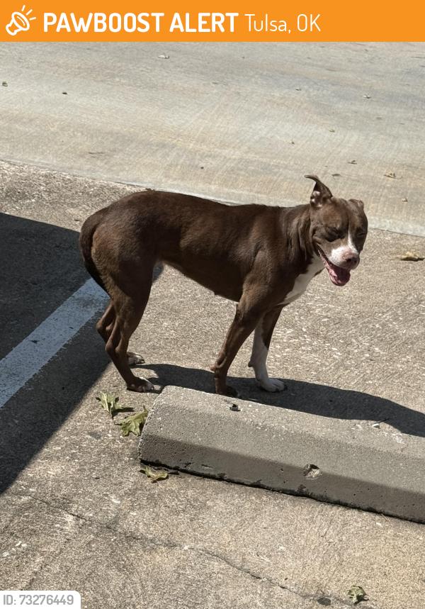 Found/Stray Female Dog last seen 81st and memorial, Tulsa, OK 74133