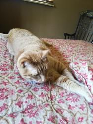 Reunited Male Cat last seen Crooked Lane, King of Prussia, PA 19406